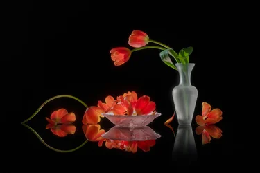 Nature morte vibrante aux tulipes