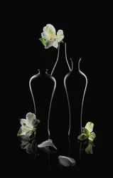 Fleurs blanches, vases sombres