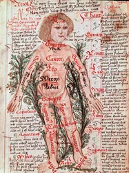 Médecine: influence du zodiaque sur les maladies humaines (Miniature)