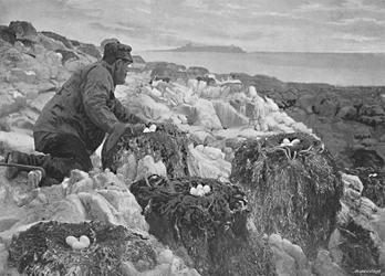 Nids de cormorans, îles Farne, vers 1896