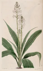 Illustration de Calanthe triplicata (comme syn. Calanthe veratrifolia) (plante)