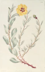 Rose : persane du Botanical Register, publié en 1829
