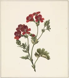 Fleur rouge