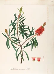 Albany Bottlebrush (Callistemon speciosum DC), Myrtaceae, arbuste aux feuilles persistantes, originaire d
