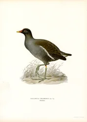 Gallinule Poule-d