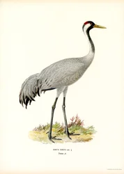 Grue