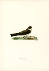 Hirondelle de rivage (lithographie en couleur)