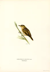 Phragmite aquatique