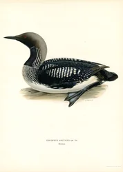 Plongeon arctique