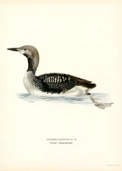 Plongeon arctique