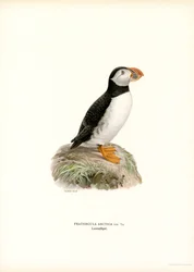 Macareux Moine