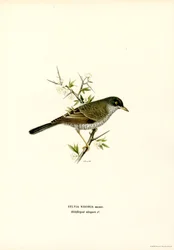 Fauvette épervière