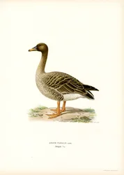Oie des moissons
