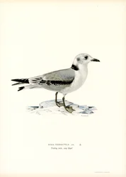 Mouette tridactyle
