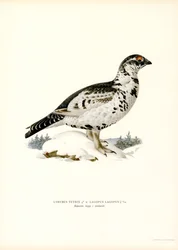 Tétras lyre x lagopède des saules