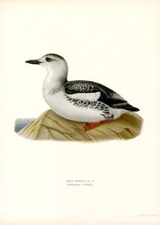 Guillemot à miroir