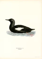 Guillemot à miroir