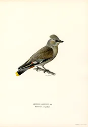 Jaseur boréal (lithographie en couleur)