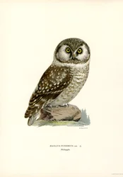 Chouette boréale