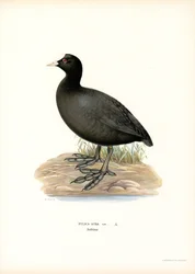 Foulque macroule