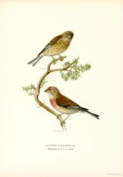 Linotte mélodieuse