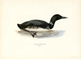 Plongeon huard