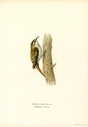 Grimpereau des jardins