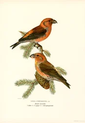 Bec-croisé (lithographie en couleur)