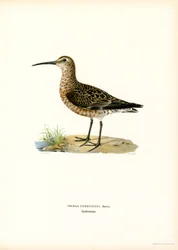 Bécasseau cocorli
