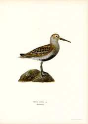 Bécasseau variable