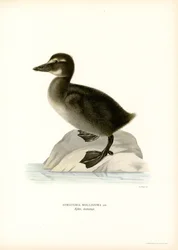 Eider à duvet