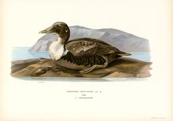 Eider à duvet