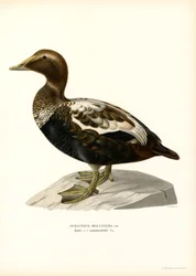 Eider à duvet