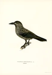 Cassenoix moucheté