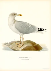 Goéland Argenté Européen