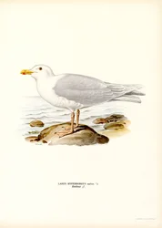 Goéland bourgmestre