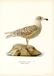 Goéland bourgmestre