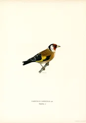 Chardonneret élégant