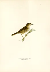 Locustelle tachetée