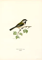 Mésange à tête grise
