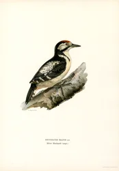 Pic épeiche