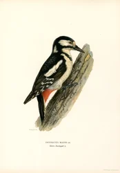 Pic épeiche