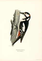 Pic épeiche
