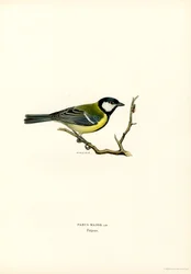 Mésange charbonnière