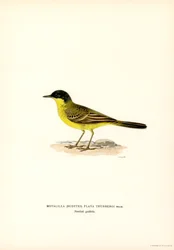 Bergeronnette à tête grise (lithographie en couleur)