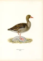 Oie cendrée