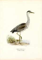 Héron cendré