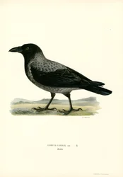 Corneille mantelée