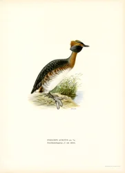 Grèbe esclavon