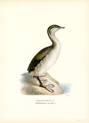 Grèbe esclavon